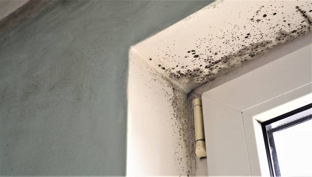 Best Air Quality Testing for Mold Spores  in Estherville, IA