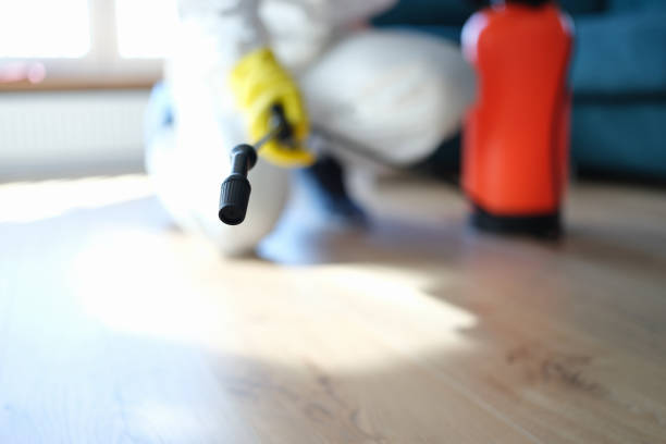 Best Attic Mold Removal  in Estherville, IA