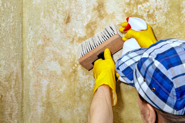 Professional Mold Removal in Estherville, IA