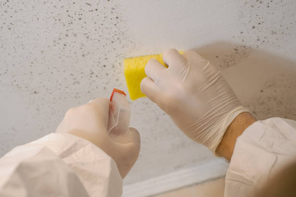 Best Mold Documentation for Insurance Claims  in Estherville, IA