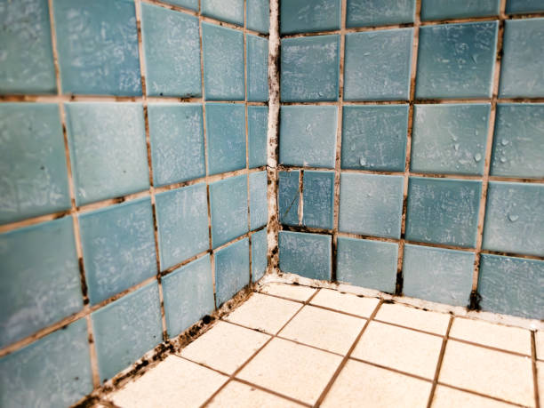 Best Crawl Space Mold Remediation  in Estherville, IA