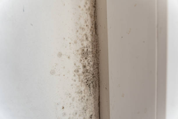 Best Mold Damage Restoration  in Estherville, IA